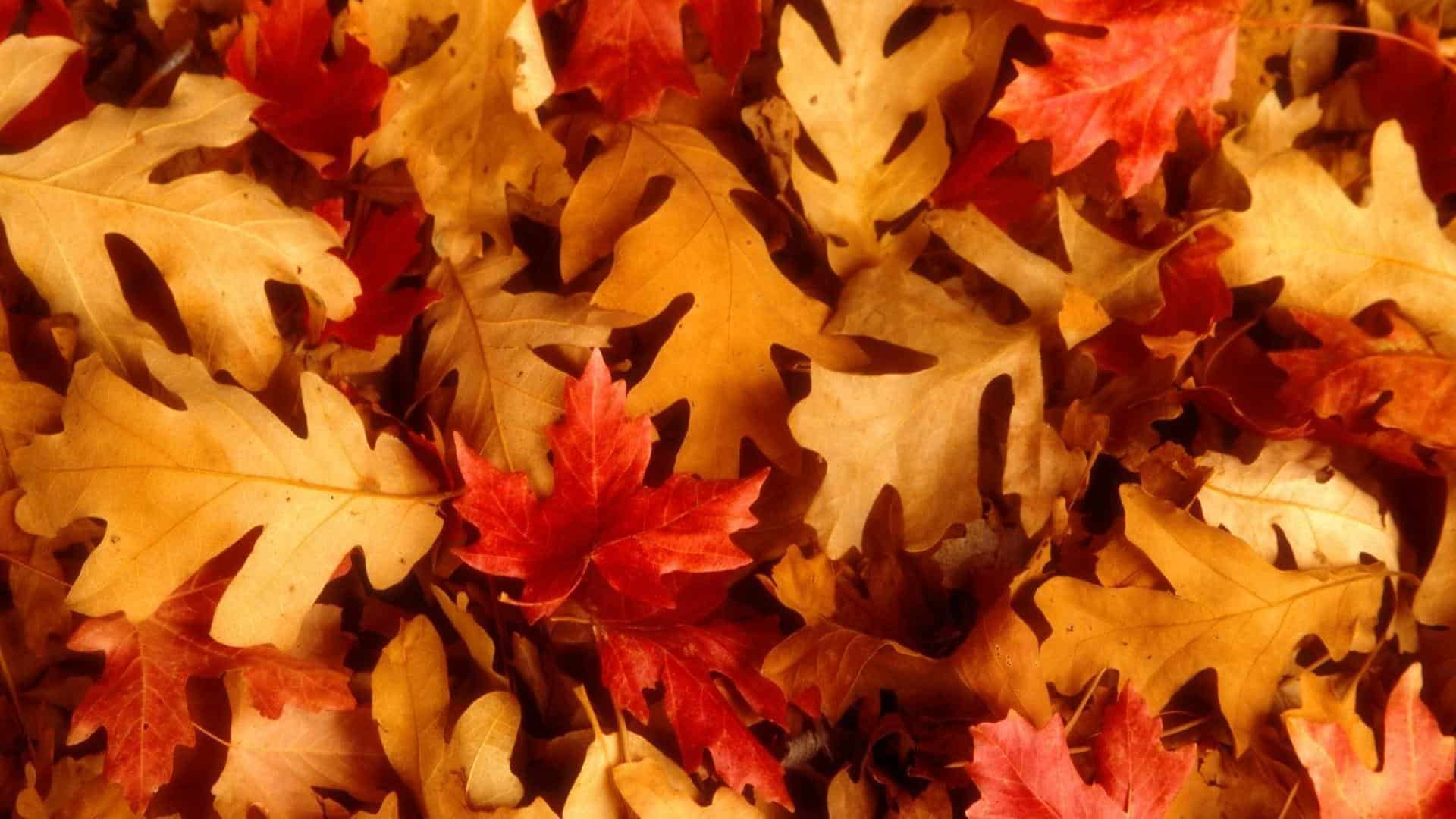Other Local Events In November Peterborough Local History Society